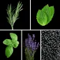 Preview: Duftnoten: Rosmarin, Minze, Basilikum, Lavendel, schwarze Johannisbeere