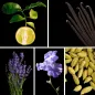 Preview: Duftnoten: Bergamotte, Vanille, Lavendel, Iris, Kardamom Preview: Duftnoten: Bergamotte, Vanille, Lavendel, Iris, Kardamom