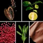 Preview: Duftnoten: Kakao, Bergamotte, rosa Pfeffer, Salbei, Leder Preview: Duftnoten: Kakao, Bergamotte, rosa Pfeffer, Salbei, Leder