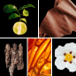 Preview: Duftnoten des Profumo D’oro Herrenparfums mit Bergamotte, Leder, Labdanum, Sandelholz und Amber – holzig-ambrierte Duftkomposition