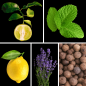 Preview: Duftnoten des Profumo D’oro Herrenparfums mit Bergamotte, Zitrone, Orange, Pfefferminze, Absinth, Lavendel, Piment, Tonkabohne, Zedernholz und Vetiver