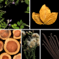 Preview: Duftnoten des Profumo D’oro Unisex-Parfums mit grünen Kräuternoten, Zedernholz, Patchouli, Tabak, Vanille und Moschus