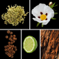 Preview: Duftnoten des Profumo D’oro Herrenparfums mit Bergamotte, Oregano, Pimentbeere, Weihrauch, Amber, Zistrose, Opoponax, Leder, Oud, Patchouli und Sandelholz