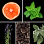 Preview: Duftnoten des Profumo D’oro Herrenparfums mit Lavendel, Bitterorange, grüner Minze, Muskatellersalbei, Ambroxan und Ambrette