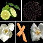 Preview: Duftnoten des Profumo D’oro Unisex-Parfums mit Bergamotte, Mandarine, schwarzer Johannisbeere, weißer Magnolie, weißem Sandelholz, weißem Moschus und rosa Moschus