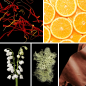 Preview: Duftnoten des Profumo D’oro Unisex-Parfums mit Safran, Orange, Jasmin, Lilie, Ambra, Ylang-Ylang, Magnolie, Maiglöckchen, Leder, Birke, Moschus, Eichenmoos und Sandelholz