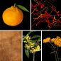 Preview: Duftnoten des Profumo D’oro Unisex-Parfums mit Mandarine, Safran, Osmanthus, Immortelle, Veilchenblatt, Wildleder, mineralischen Noten, Zedernholz, Patchouli und Moschus