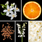 Preview: Duftnoten des Profumo D’oro Unisex-Parfums mit Orange, Orangenblüte, Bergamotte, Jasmin, Maiglöckchen, Rose, Gewürznelke, Zedernholz, Moschus und holzigen Noten