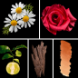 Preview: Duftnoten: Kamille, Rose, Bergamotte, Oud, Papyrus