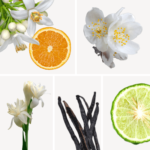 Preview: Duftnoten: Jasmin, Orangenblüte, Vanille, Bergamotte, Tuberose
