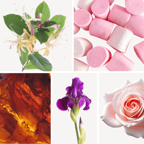 Preview: Duftnoten: Heckenkirsche, Marshmallow, Bernstein, Iris, Rose
