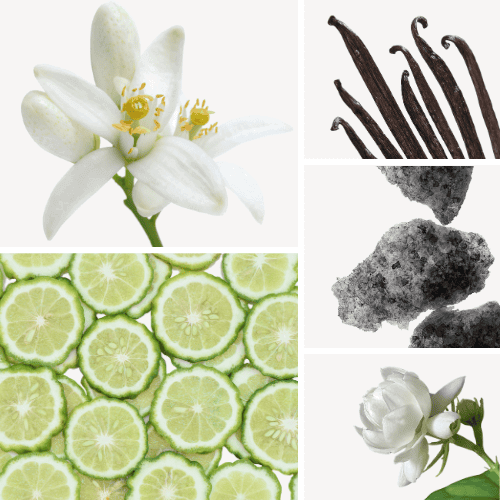 Preview: Duftnoten: Neroli, Vanille, Moschus, Jasmin-Sambac, weißer Moschus
