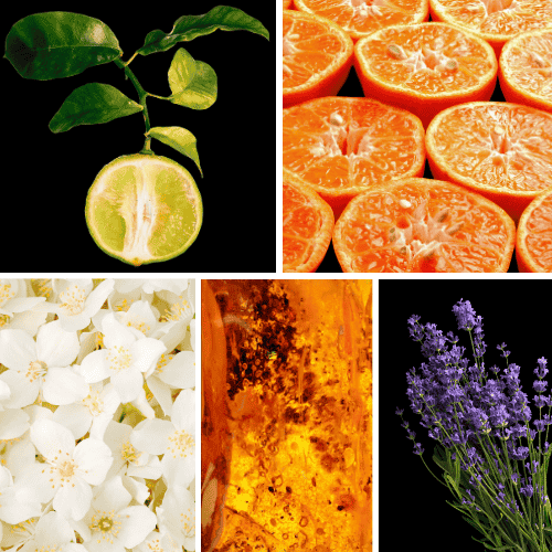 Preview: Duftnoten: Bergamotte, Mandarine,  Jasmin, Amber, Lavendel