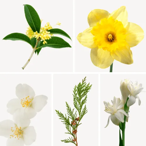 Duftnoten: Osmanthus, Narzisse, Jasmin, Zeder, Tuberose