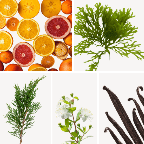 Preview: Duftnoten: Zitrusfrüchte, Seegras, Zypresse, Myrthe, Vanille