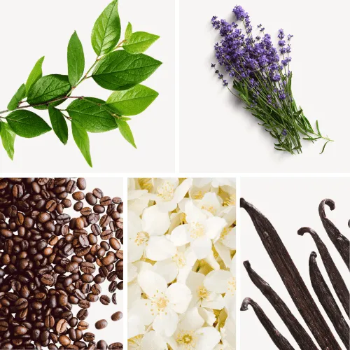 Duftnoten: grünes Blatt, Lavendel, Kaffee, Jasmin, Vanille Duftnoten: grünes Blatt, Lavendel, Kaffee, Jasmin, Vanille