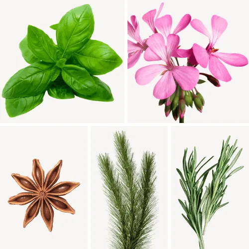 Duftnoten: Basilikum, Geranie, Anis, Pinie, Rosmarin