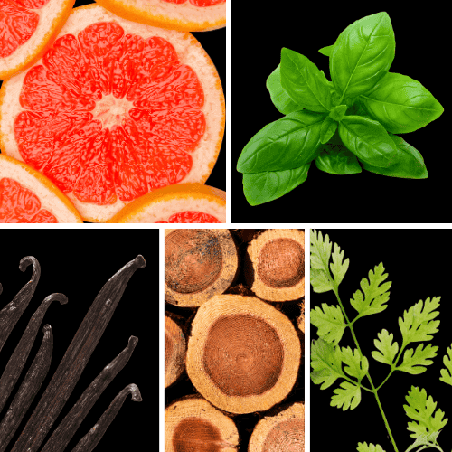 Preview: Duftnoten. Grapefruit, Basilikum, Vanille, Zedernholz, Koriander