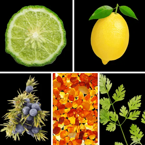 Duftnoten: Bergamotte, Zitrone, Wacholder, Amber, Koriander Duftnoten: Bergamotte, Zitrone, Wacholder, Amber, Koriander