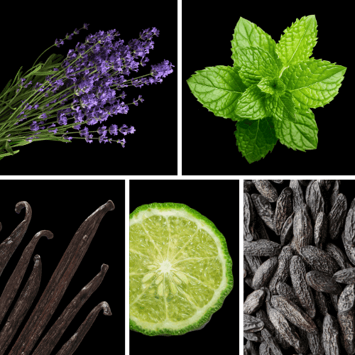 Preview: Duftnoten: Lavendel, Minze, Vanille, Bergamotte, Tonkabohne