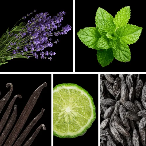 Duftnoten: Lavendel, Minze, Vanille, Bergamotte, Tonkabohne