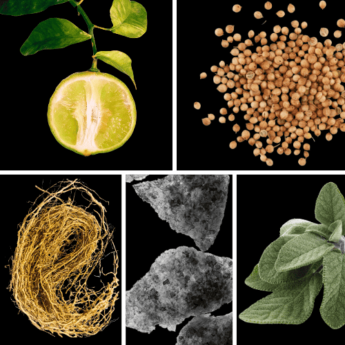 Preview: Duftnoten: bergamotte, Koriander, Vetiver, Moschus, Salbei