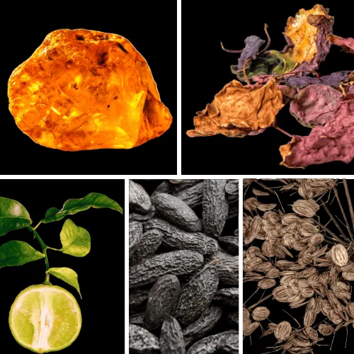 Duftnoten: Amber, Patchouli, Bergamotte, Tonkabohne, Engelwurz