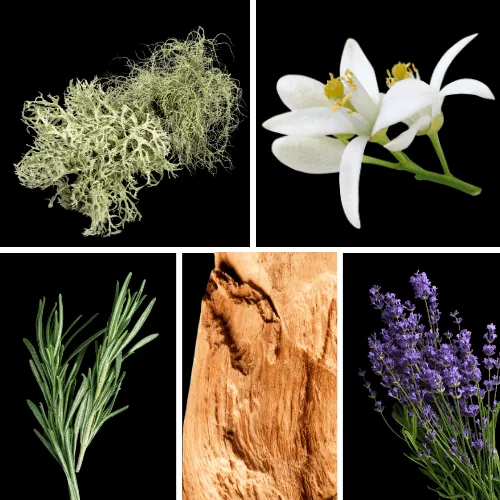 Duftnoten: Eichenmoos, Neroli, Rosmarin, Zedernholz, Lavendel