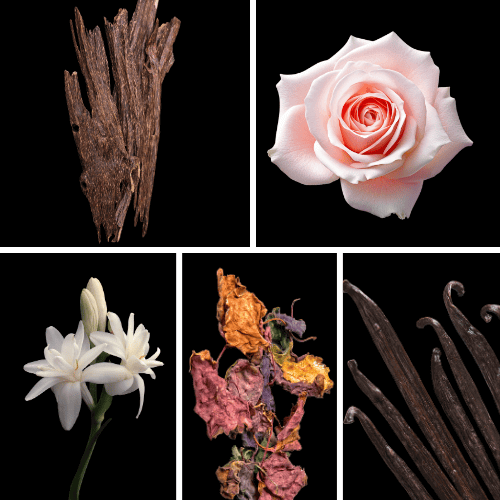 Preview: Duftnoten: Oud, Rose, Tuberose, Patchouli, Vanille