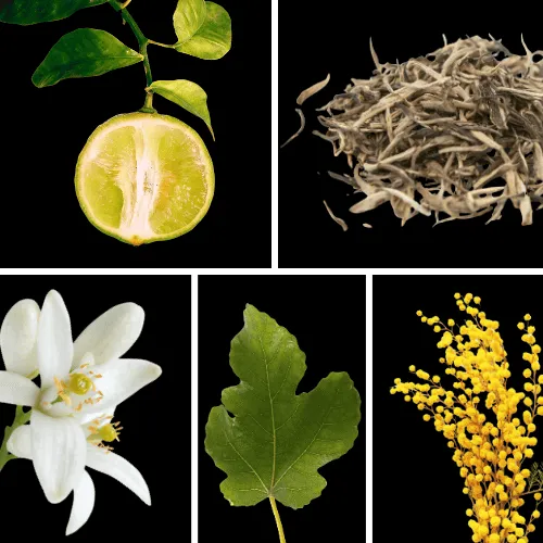 Duftnoten: Bergamotte, weißer Tee, Neroli, Feigenblatt, Mimose