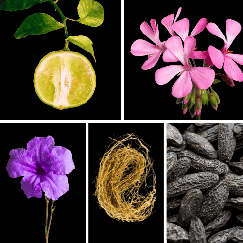 Preview: Duftnoten: Bergamotte, Geranie, Veilchen, Vetiver, Tonkabohne