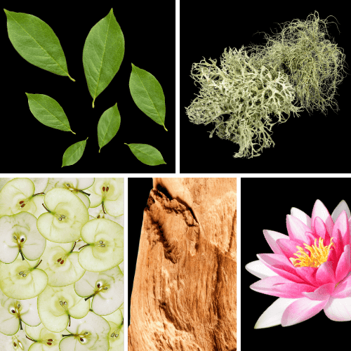 Preview: Duftnoten: grüne Blattnoten, Eichenmoos,, Lotus, Apfel, Zedernholz