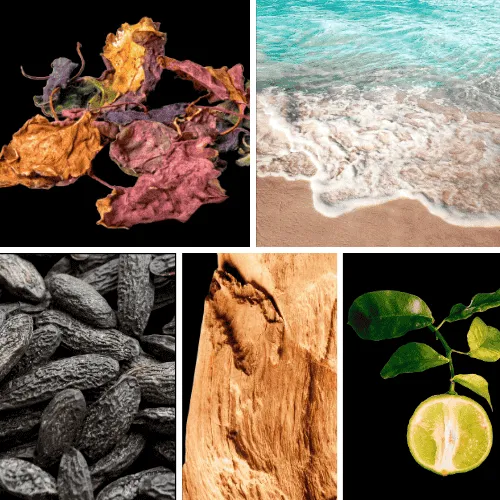 Duftnoten: Patchouli, Meeresnoten, Tonkabohne, Amberholz, Bergamotte