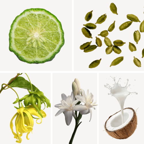 Preview: Duftnoten: Bergamotte, Kardamom, Yang-Ylang, Neroli, Kokosnuss