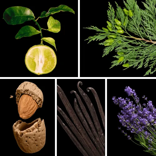 Duftnoten: Bergamotte, Zypresse, Bittermandel, Vanille, Lavendel Duftnoten: Bergamotte, Zypresse, Bittermandel, Vanille, Lavendel