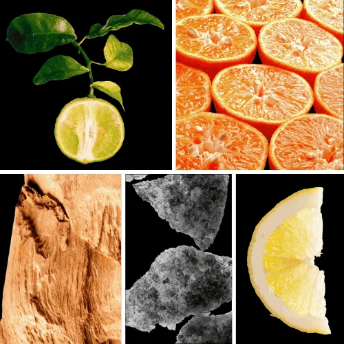 Duftnoten: Bergamotte, Mandarine, Zitrone, Moschus, Zedernholz