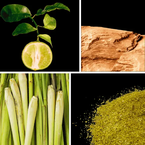 Duftnoten: Bergamotte, Zedernholz, Zitronengras, Mate Duftnoten: Bergamotte, Zedernholz, Zitronengras, Mate