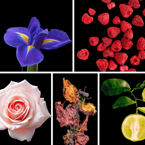 Preview: Duftnoten: Iris, Himbeere, Rose, Patchouli, Bergamotte