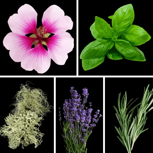 Duftnoten: Geranie, Basilikum, Eichenmoos, Lavendel, Rosmarin Duftnoten: Geranie, Basilikum, Eichenmoos, Lavendel, Rosmarin