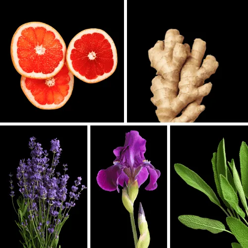 Duftnoten: Bitterorange, Ingwer, Lavendel, Muskatellersalbei, Iris Duftnoten: Bitterorange, Ingwer, Lavendel, Muskatellersalbei, Iris