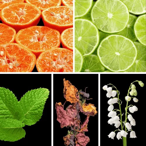 Duftnoten: Mandarine, Limette, Minze, Patchouli, Maiglöckchen