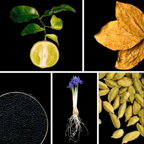 Preview: Duftnoten: Bergamotte, Tabak, Kaviar, Iriswurzel, Kardamom