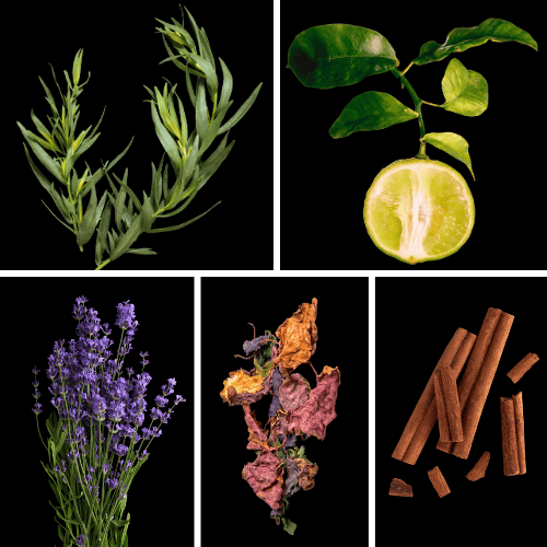 Preview: Duftnoten: Estragon, Bergamotte, Lavendel, Patchouli, Zimt