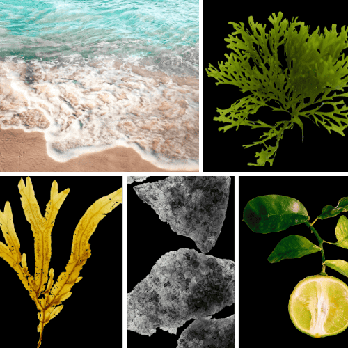 Preview: Duftnoten: aquatische Noten, Seetang, Algen, Moschus, Bergamotte