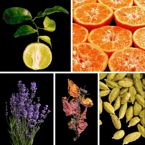 Duftnoten: Bergamotte, Mandarine, Lavendel, Patschuli, Kardamom
