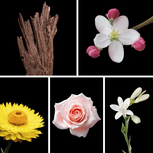 Duftnoten: Oud, Immortelle, Orangenblüte, Rose, Jasmin Duftnoten: Oud, Immortelle, Orangenblüte, Rose, Jasmin