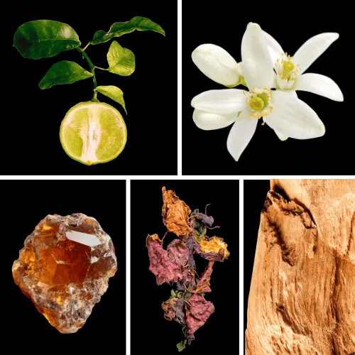 Duftnoten: Bergamotte, Orangenblüte, Ambra, Patchouli, Zedernholz Duftnoten: Bergamotte, Orangenblüte, Ambra, Patchouli, Zedernholz