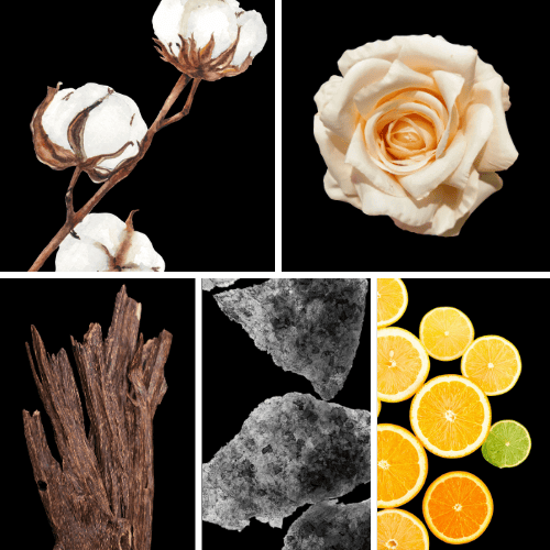 Preview: Duftnoten: Baumwollblüten, Rose, Oud, Moschus, Zitrusnoten