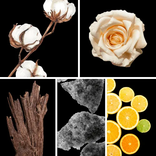 Duftnoten: Baumwollblüten, Rose, Oud, Moschus, Zitrusnoten