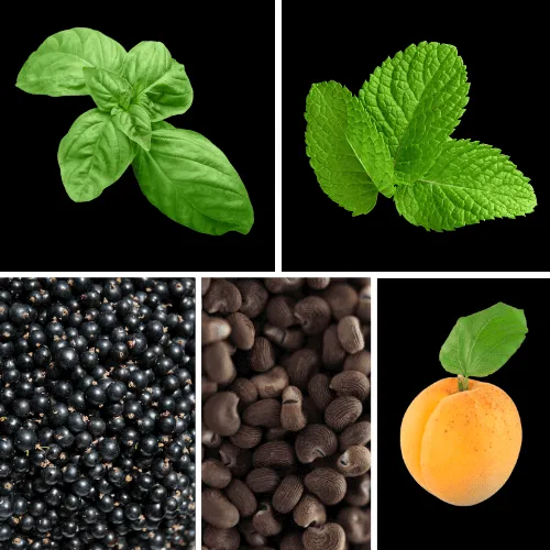 Duftnoten: Basilikum, Minze, schwarze Johannisbeere, Amorette, Mandarine